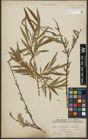 Foto von Salix purpurea L. x Salix viminalis L.